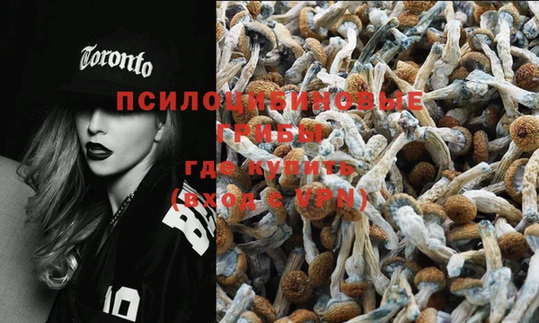шишки Беломорск